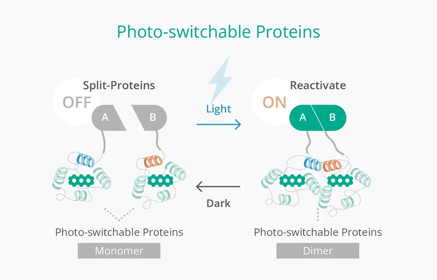 Photo-switchable Proteins