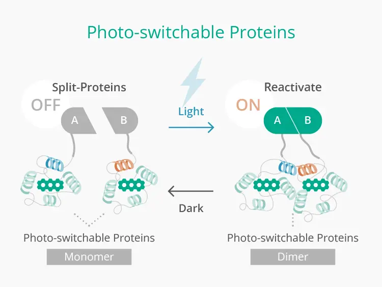 Photo-switchable Proteins